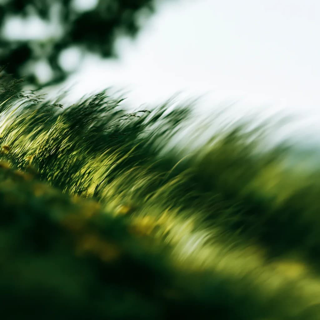 Soft green grass in motion